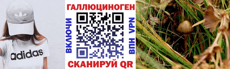 Псилоцибиновые грибы Psilocybine cubensis Краснозаводск